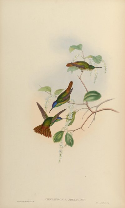 Chrysuronia josephinae = Chrysuronia oenone josephinae - John Gould